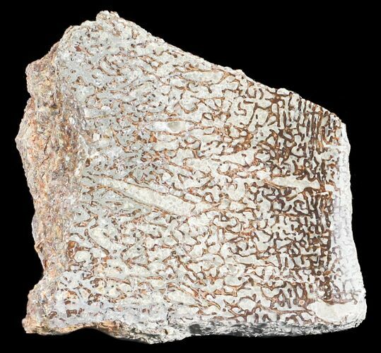 Polished Pliosaur (Liopleurodon) Bone - England #53477
